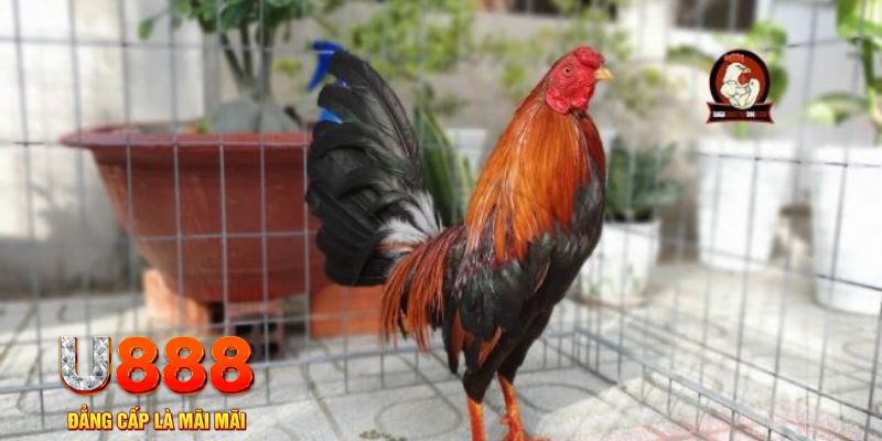 ku3933 casino máy tính